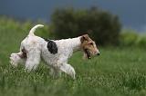 FOX TERRIER 693